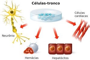 células-tronco